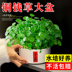 铜钱草水培植物老桩盆栽室内外水养大叶金钱草根芽好养易养活绿植