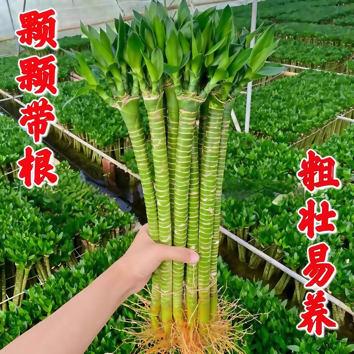 带根文昌竹4支金榜题名龙竹转运富贵竹水培植物水养绿植室内盆栽