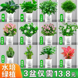 发财树绿萝盆栽室内客厅花卉办公室桌面小绿植幼儿园教室水培植物