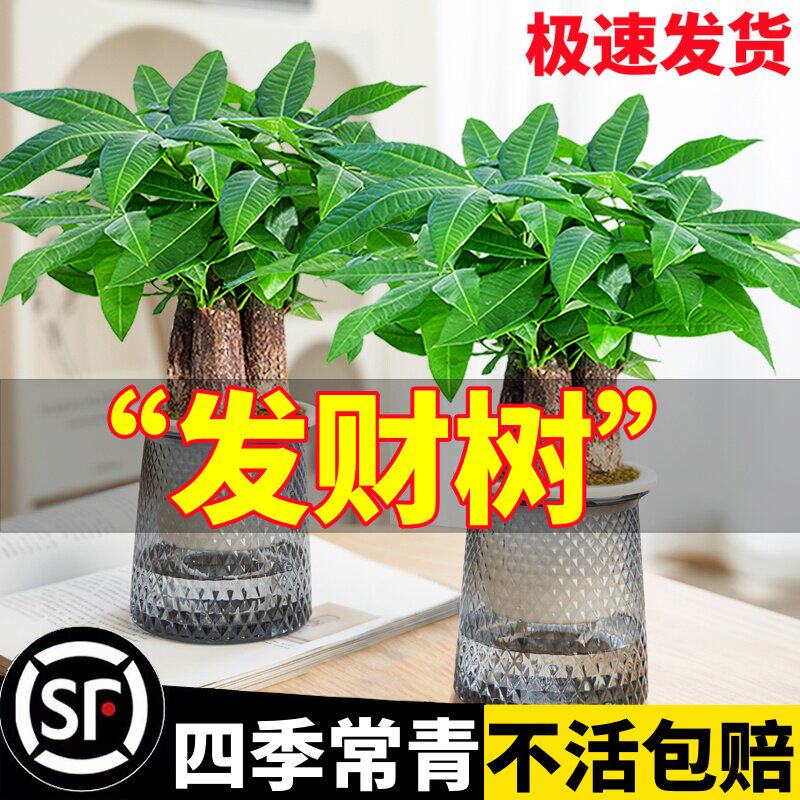 发财树小盆栽花卉绿植物办公室内绿萝文竹水培发财树好养桌面植物