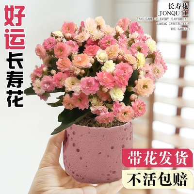 长寿花盆栽四季好养开花花卉绿