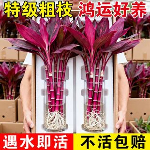 鸿运竹紫竹水培办公室内桌面绿植富贵转运竹水养带根好养懒人植物