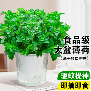 特大号薄荷盆栽可食用水培室内驱蚊植物四季 好养柠檬留兰香迷迭香