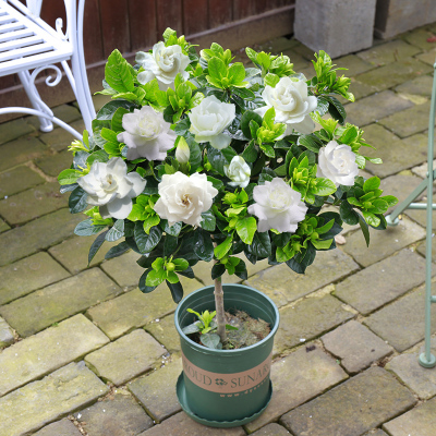 栀子花盆栽带花苞花卉植物室内花绿植盆栽室内植物四季开花好养活