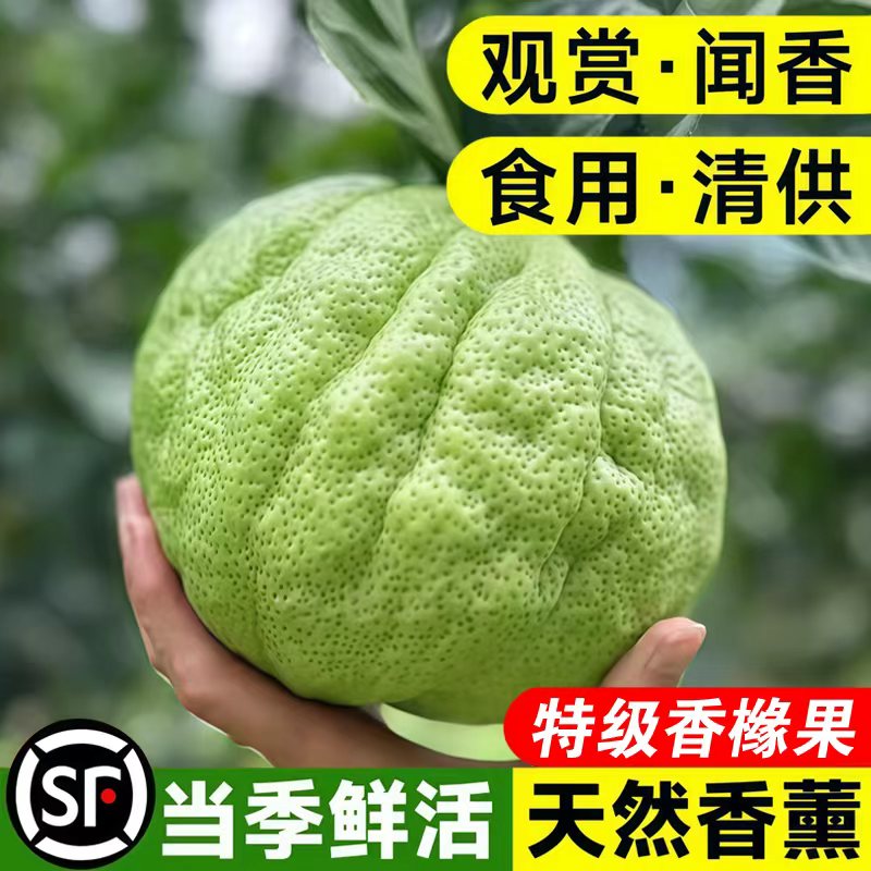 云南香橼新鲜果佛手柑现摘