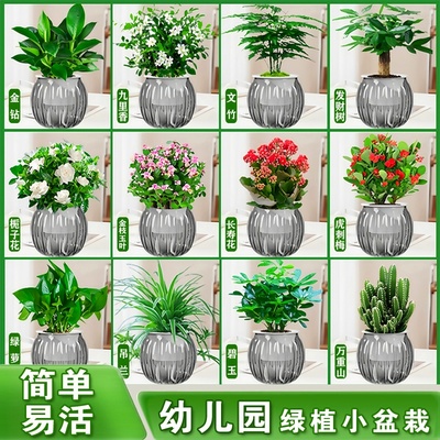 绿植幼儿园小盆栽发财树除甲醛