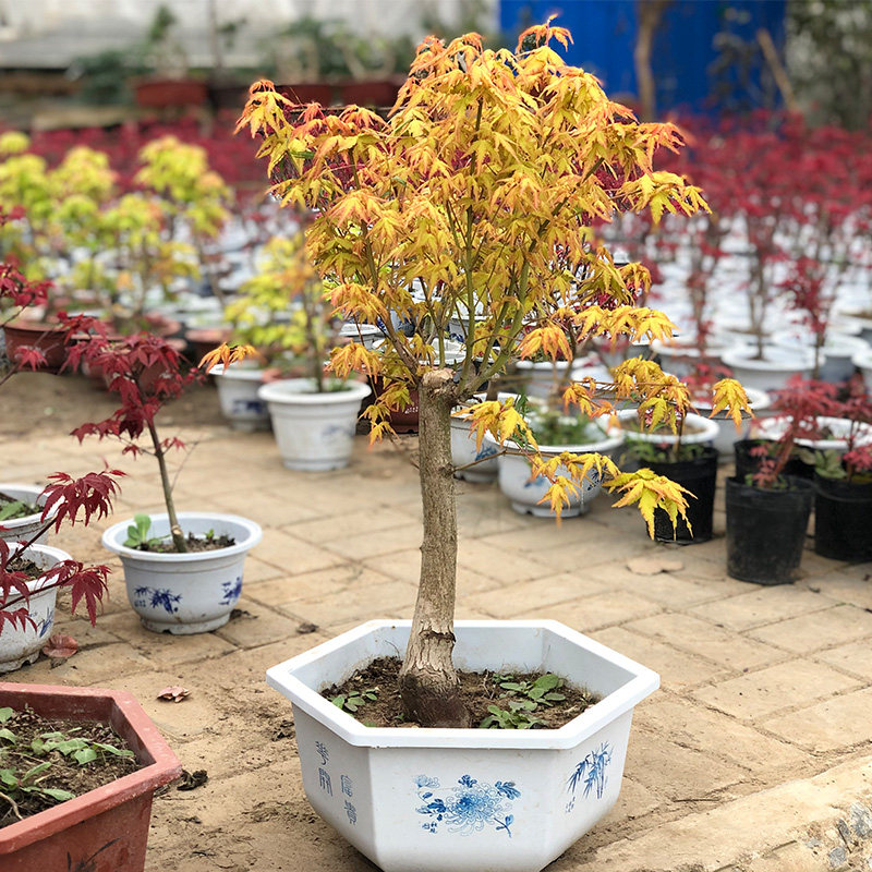 日本红枫盆栽 黄金枫盆景庭院中国红绿植 室内阳台观叶植物花卉