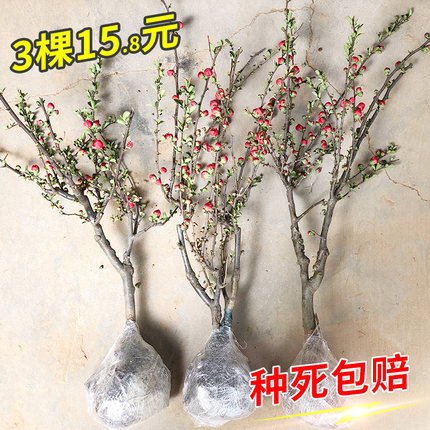 海棠花苗盆栽花卉植物室内阳台盆景四季好养易活庭院耐寒花卉
