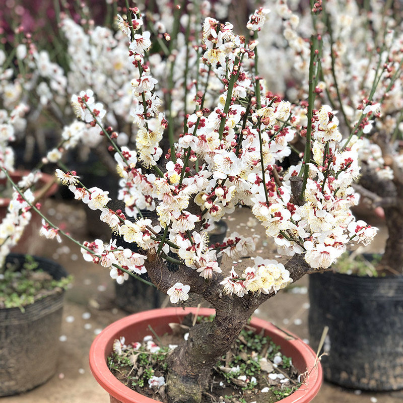 照水梅盆景花卉梅花苗观花老桩植物春冬红梅白梅树桩室内阳台盆栽