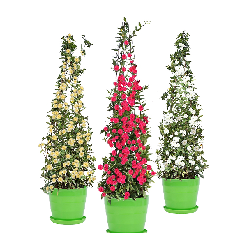 爬藤植物四季易活耐寒甜蜜红木香