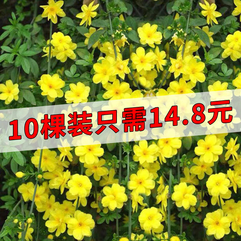 花苗盆栽别墅庭院护墙耐寒四季