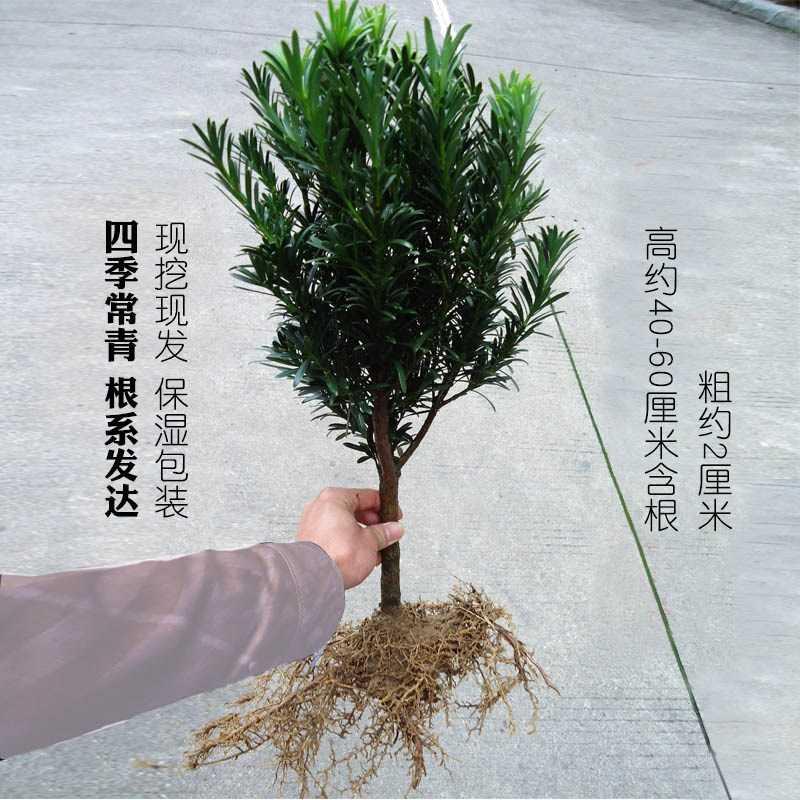 不怕晒的绿植一年四季开花绿植室外庭院绿植户外中小叶贵妃罗汉松