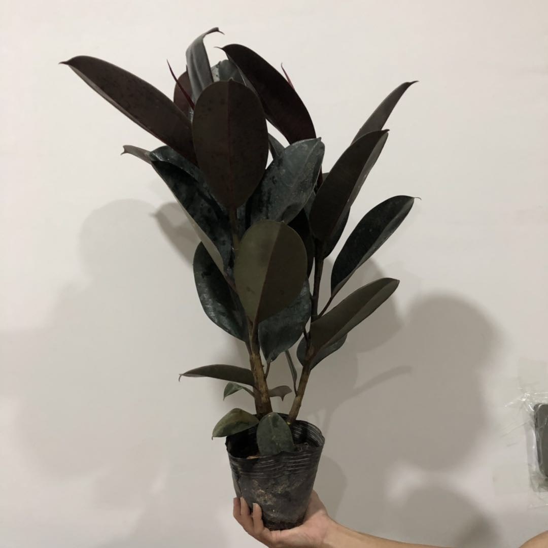 橡皮树大大型大叶价格 橡皮树大大型大叶图片 星期三