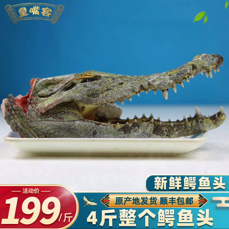 新鲜鳄鱼肉 4斤整个新鲜鳄鱼头合法养殖鳄泰国暹罗鳄水产顺丰包邮