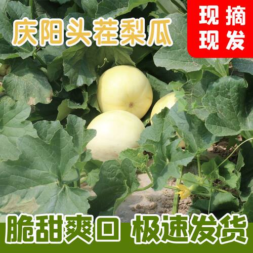 甘肃庆阳宁县头茬甜瓜新鲜梨瓜脆瓜当季时令水果现摘薄皮老式甜瓜