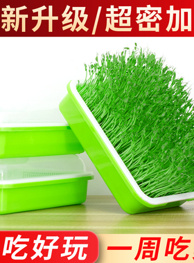 豆芽发芽盆无土栽培水培蔬菜设备豆苗芽苗菜育苗托盘种植架盆家用