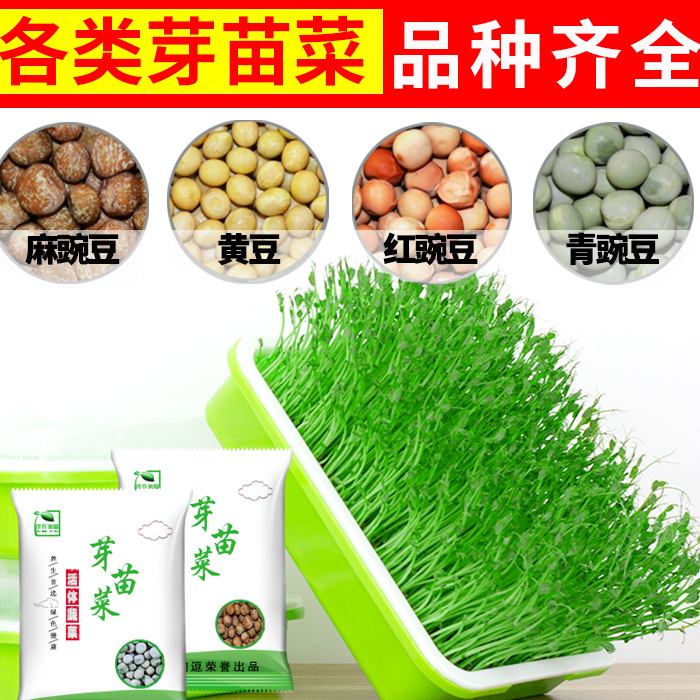水培蔬菜麻豌豆无土栽培芽苗菜