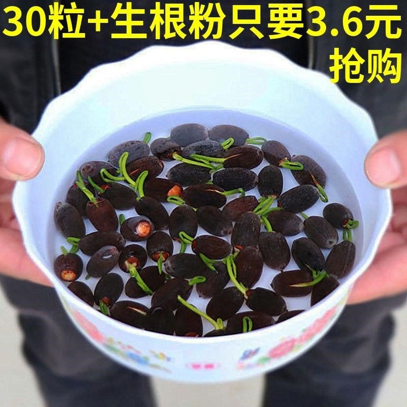 开口碗莲种子已开口四季播种水培盆栽碗莲荷花睡莲种籽水生花卉