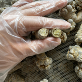 文山三七粉整个头子正品 云南正宗特级三七10头头60头20头30头田七