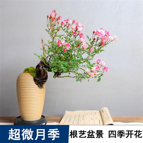 提根姬月季造型盆景茶台植物四季开花盆栽超微迷你月季悬崖老桩