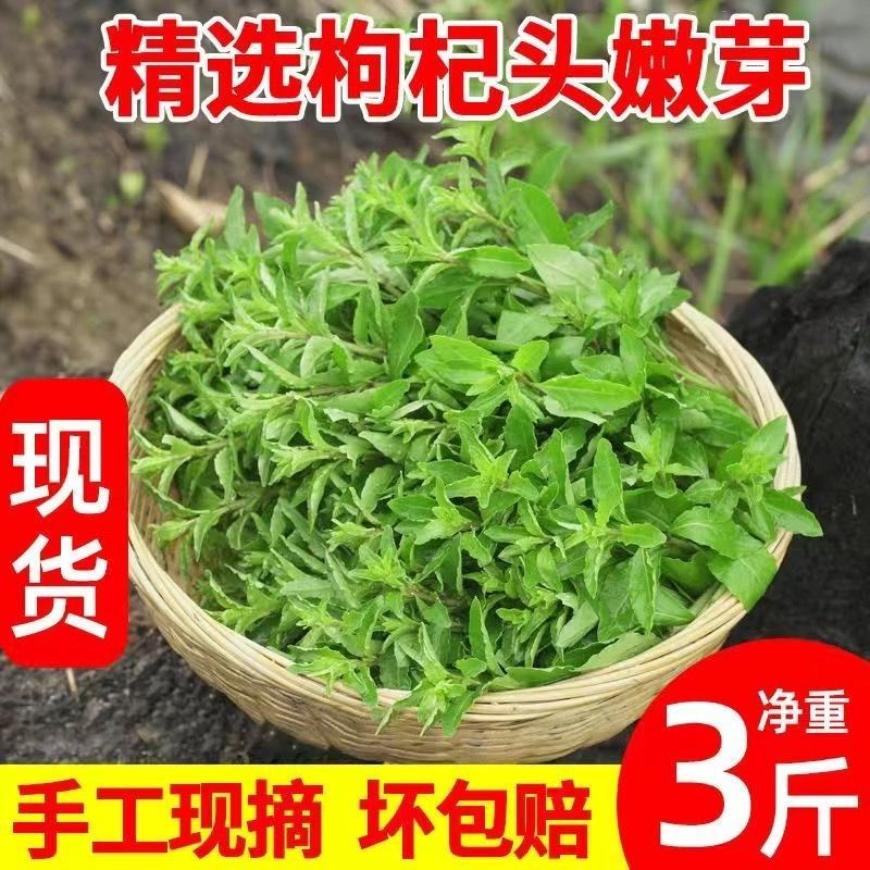 野生枸杞菜新鲜野菜枸杞头嫩芽现摘现发当季蔬菜枸杞叶新鲜食用