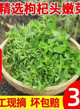 四川枸杞菜新鲜老品种枸杞头嫩芽现摘现发当季蔬菜枸杞叶新鲜嫩尖