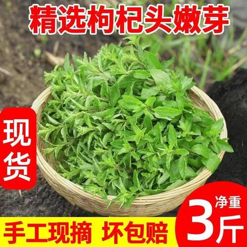 四川枸杞菜新鲜老品种枸杞头嫩芽现摘现发当季蔬菜枸杞叶新鲜嫩尖