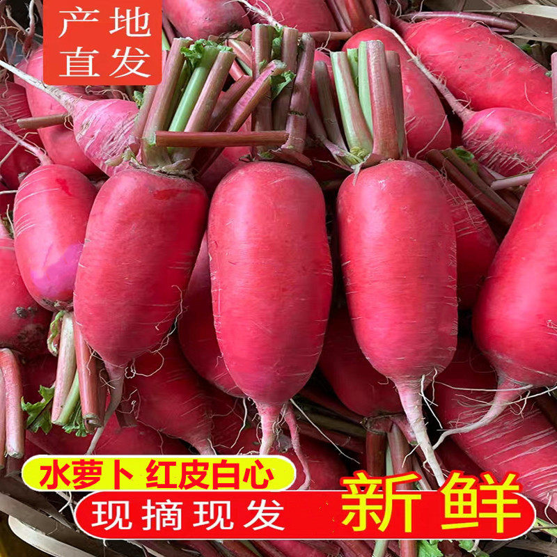 新鲜泡菜萝卜半头红四川 特产自种红皮白心萝卜胭脂萝卜农家蔬菜