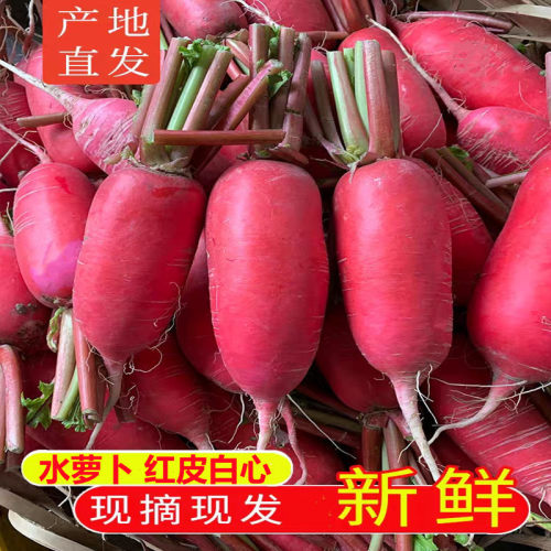 新鲜泡菜萝卜半头红四川 特产自种红皮白心萝卜胭脂萝卜农家蔬菜