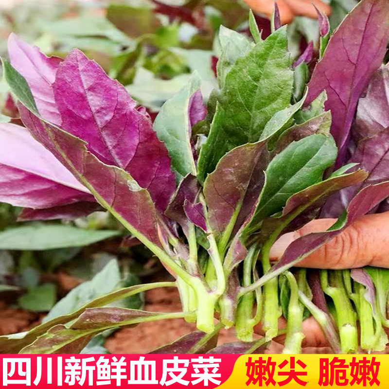 血皮菜四川紫背菜观音菜嫩叶现摘现发农家自种当季紫皮菜新鲜蔬菜