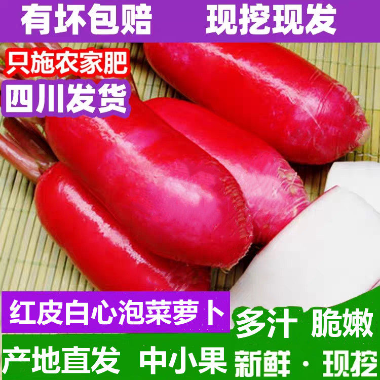 四川 新鲜泡菜萝卜半头红红皮白心萝卜胭脂萝卜农家自种母水专用