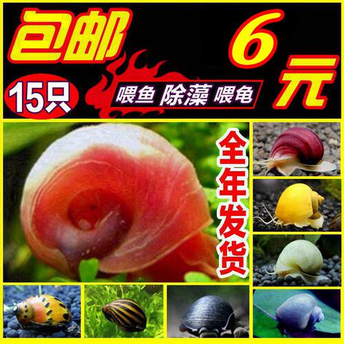 苹果螺观赏螺活体蜗牛宠物除藻鱼缸清洁工具神秘淡水繁殖氧吧小镇