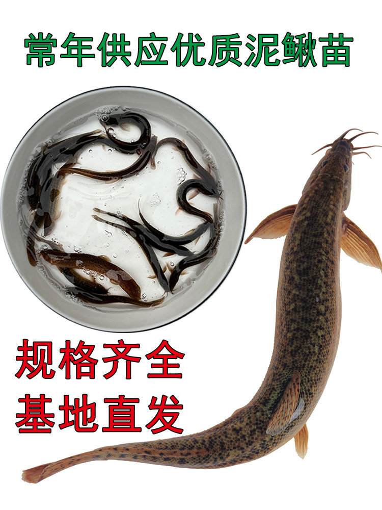 台湾小泥鳅苗泥鳅鱼鲜活乌龟龙鱼黑鱼活鱼金鳅筏钓鱼翘嘴养殖鱼苗