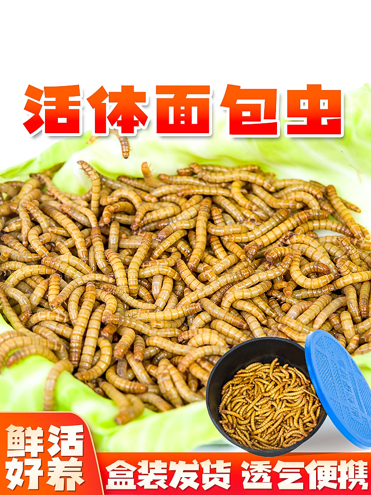 面包虫活虫黄粉虫鲜活体喂鸟乌龟仓鼠龙鱼食饵料守宫蜥蜴饲料包邮