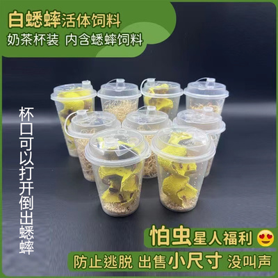 现货速发针头蟋蟀白蛐蛐守宫鬃狮蟋蟀树蛙角蛙姥爷蛙爬宠螳螂饲料