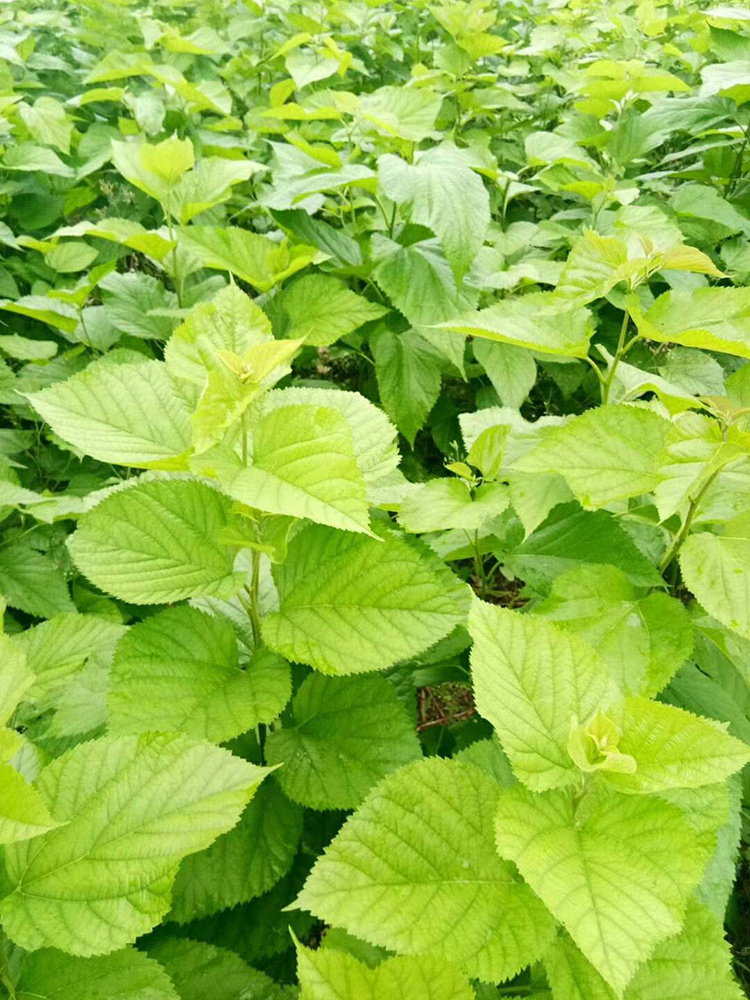 福建新鲜小蚕吃嫩蚕宝宝饲料桑树叶现摘叶大农家自种蚕桑桑叶