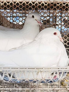 鸽子活物一对种鸽子活体鸽银王肉鸽雨点信鸽活鸽子观赏鸽子活一对