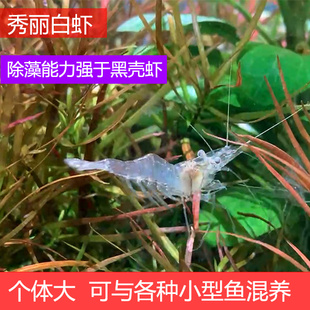 小宠物淡水 包邮 秀丽白虾花腰虾活体原生清洁草缸 观赏除藻工具虾