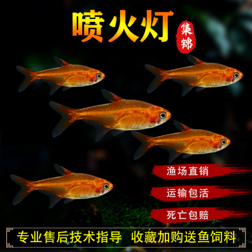 喷火灯鱼爱蔓达灯鱼橘帆梦幻旗鱼