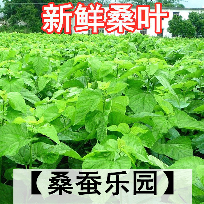 桑叶新鲜500克蚕宝宝活体饲料