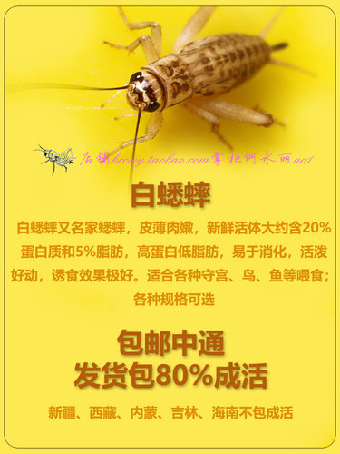 蟋蟀活物蛐蛐白蟋蟀活体饲料爬虫活食活虫 现货规格齐全包邮包活