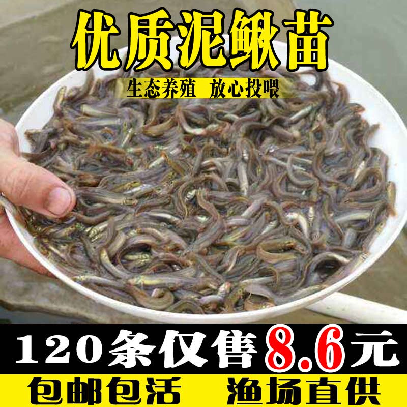 泥鳅苗活饵乌龟龙鱼活食冷水观赏鱼饲料鱼钓鱼台湾鲜活小泥鳅鱼苗