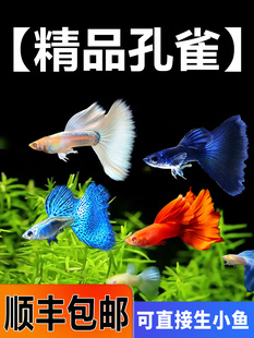 孔雀鱼鱼苗观赏鱼活体金鱼热带小型淡水冷水好养耐活斑马凤尾小鱼