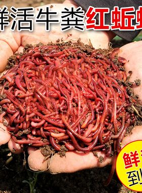 钓鱼活体小号诱饵散装蚯蚓