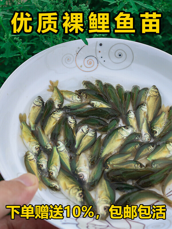 裸鲤鱼苗无甲无鳞养殖食用淡水三道鳞鱼苗好养活冷水德国镜鲤裸斑