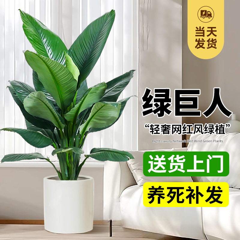 绿巨人万年青四季好养植物