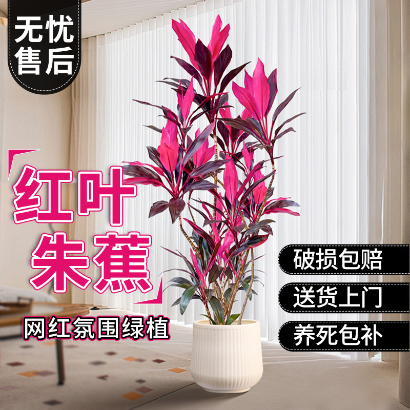红叶朱蕉绿植室内大型客厅植物盆栽办公室落地式禄植真花好养易活