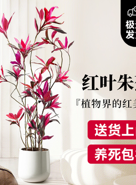 红叶朱蕉绿植室内大型盆栽办公室客厅落地式禄植真花好养易活植物