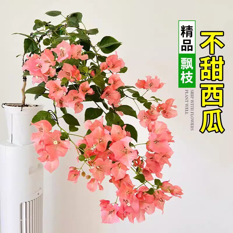 不甜西瓜飘枝三角梅盆栽四季好养重瓣绿樱老桩大苗花卉绿植盆景