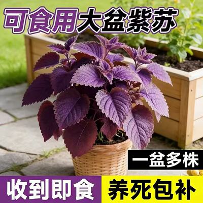 紫苏苗盆栽可食用绿植